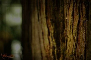 Bark #1, Razar State Park, 2009 Bark #1, Razar State Park, 2009