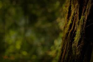 Bark #2, Razar State Park, 2009 Bark #2, Razar State Park, 2009