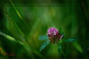 Grass Blossom, Razar State Park, 2009 Grass Blossom, Razar State Park, 2009