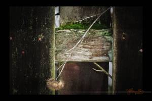 Thistles, Bellingham, 2010