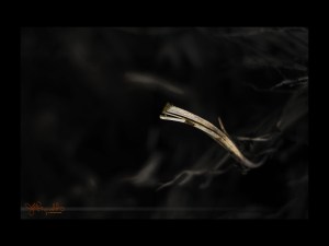 Root, Bellingham, 2010