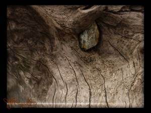 Driftwood, Point Roberts, 2006