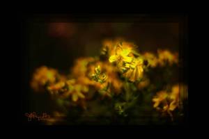 Flower, Razar State Park, 2009