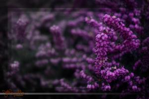 Purple Blossoms, Bellingham, 2010-01-18