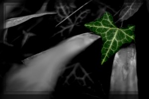 Seattle, Ivy, 2010-12-23