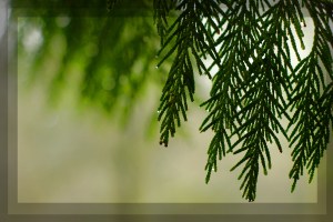 Ravenna, Fir 2010-12-23