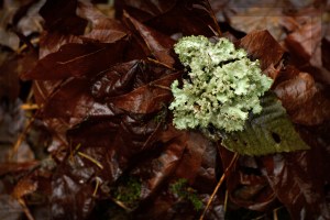 Ravenna, lichen, 2010-12-23