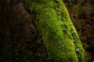 Ravenna, tree, ivy, 2010-12-23