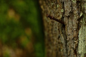 Ravenna, tree nail, 2010-12-23