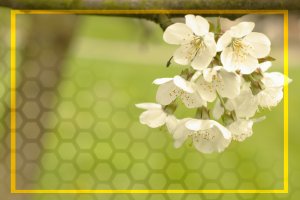 2012-04-21-roosengarde-plum-2s