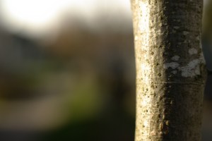 2012-04-08-bark-bg-1920x1285