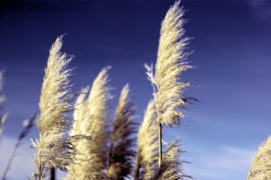 Park St Grass 2012-04-08 2012-04-08-park-st-grass-1920x1200