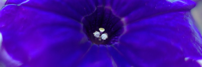 Petunia-91 [wide desktop]