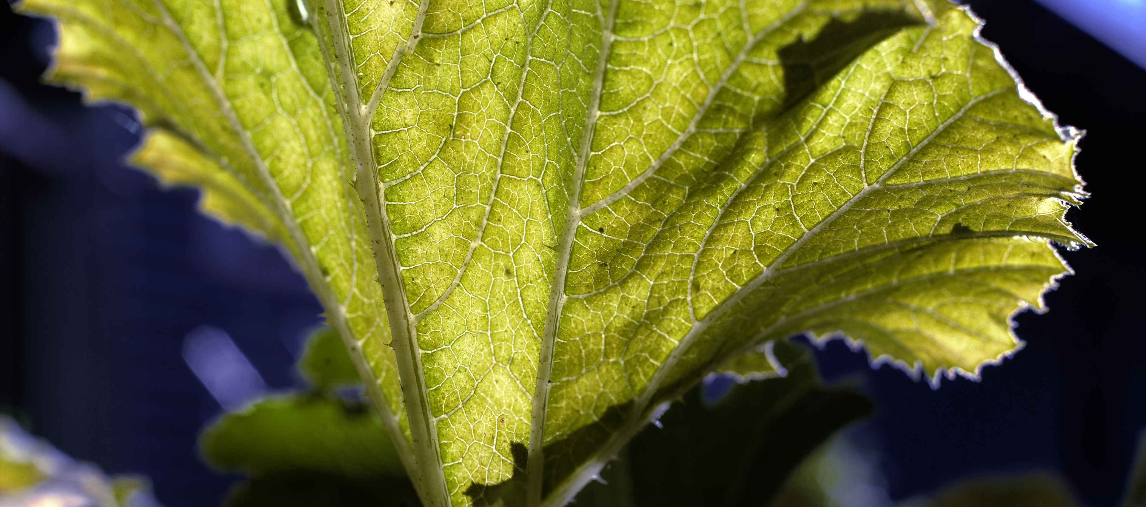 Squash Leaf 2013-07-14 [wide desktop]
