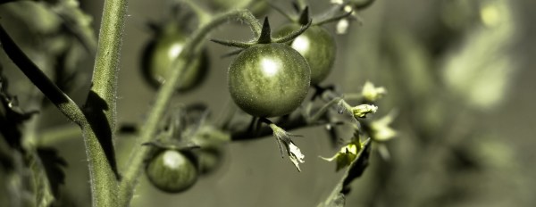 2013-07-13 Tomato, Seattle [wide wallpaper]