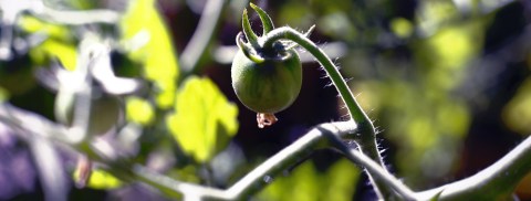 2013-07-13 Tomato, Seattle, 2 [wide wallpaper]
