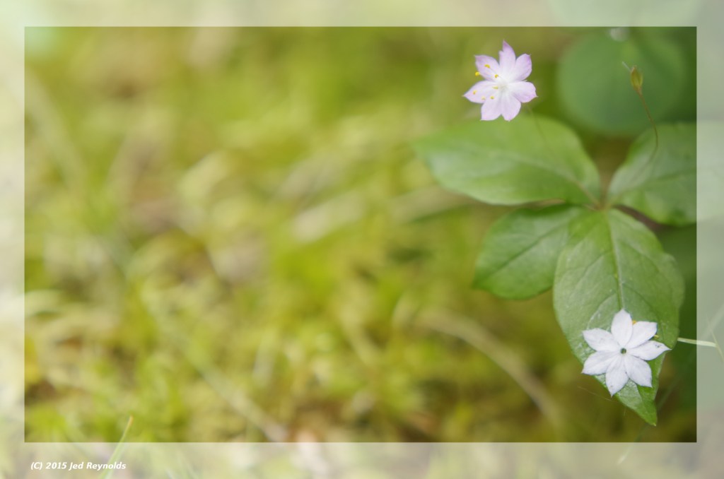 2015-05-24-two-flowers-1920x1272