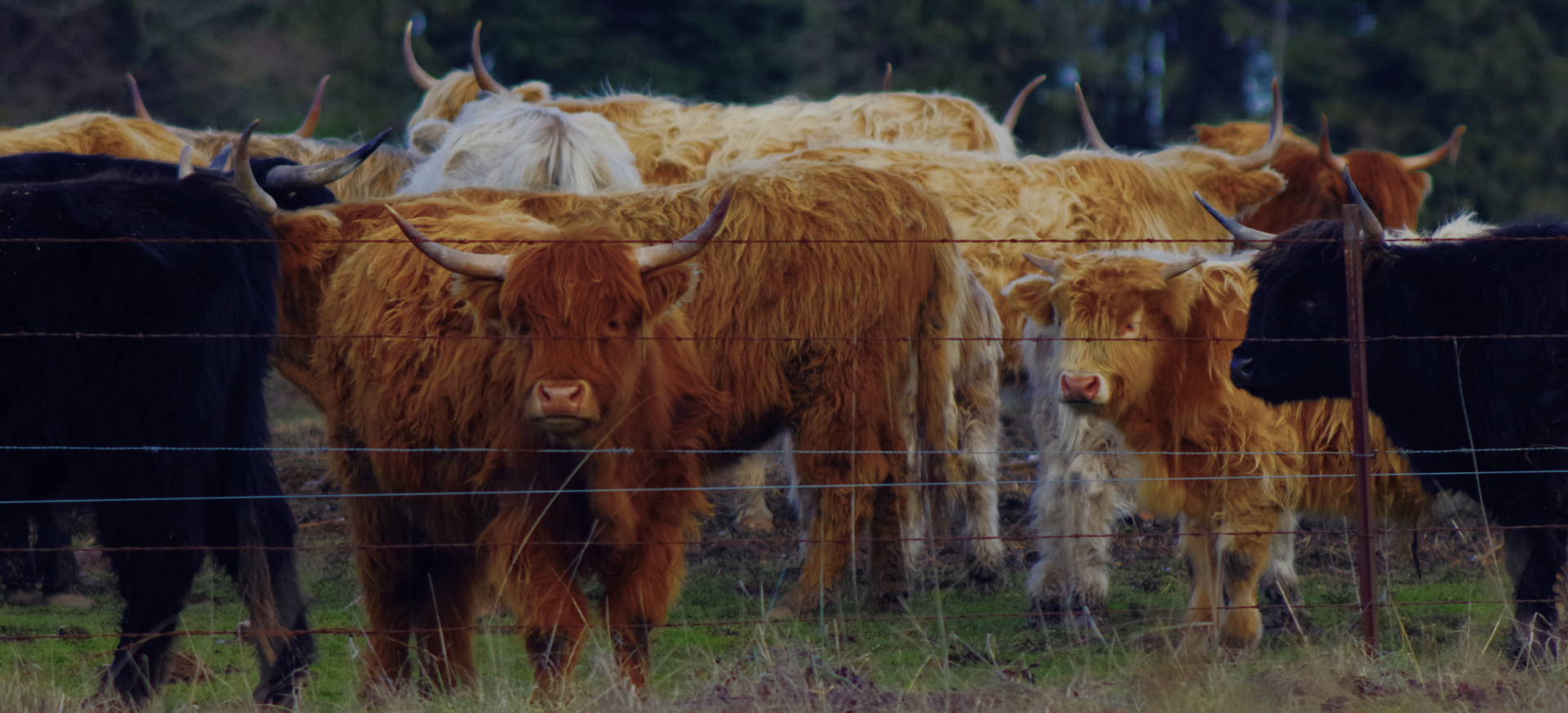 2016-01-03-highland-cattle-1