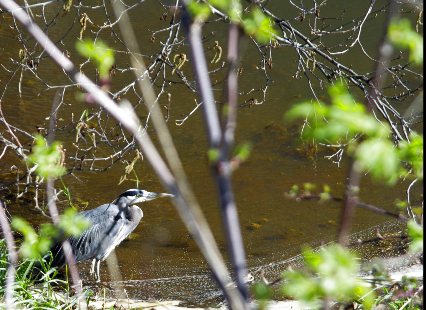 2016-03-05-gbh-01-1400x1080