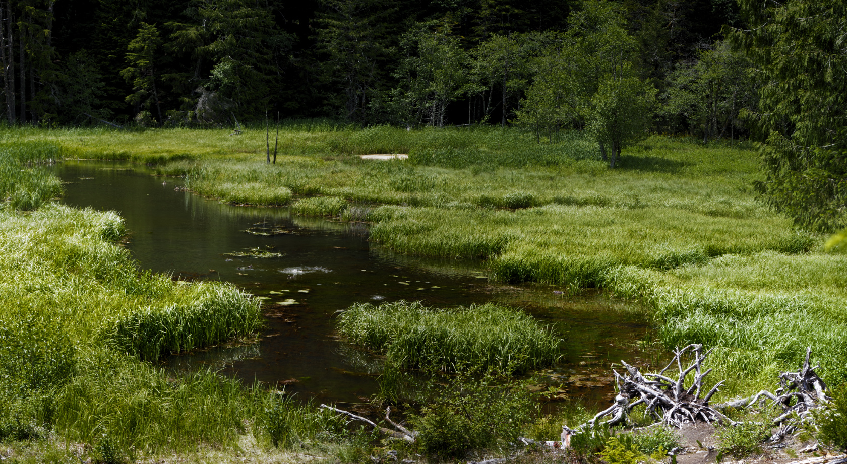 duck-pond-meadow-1680x921