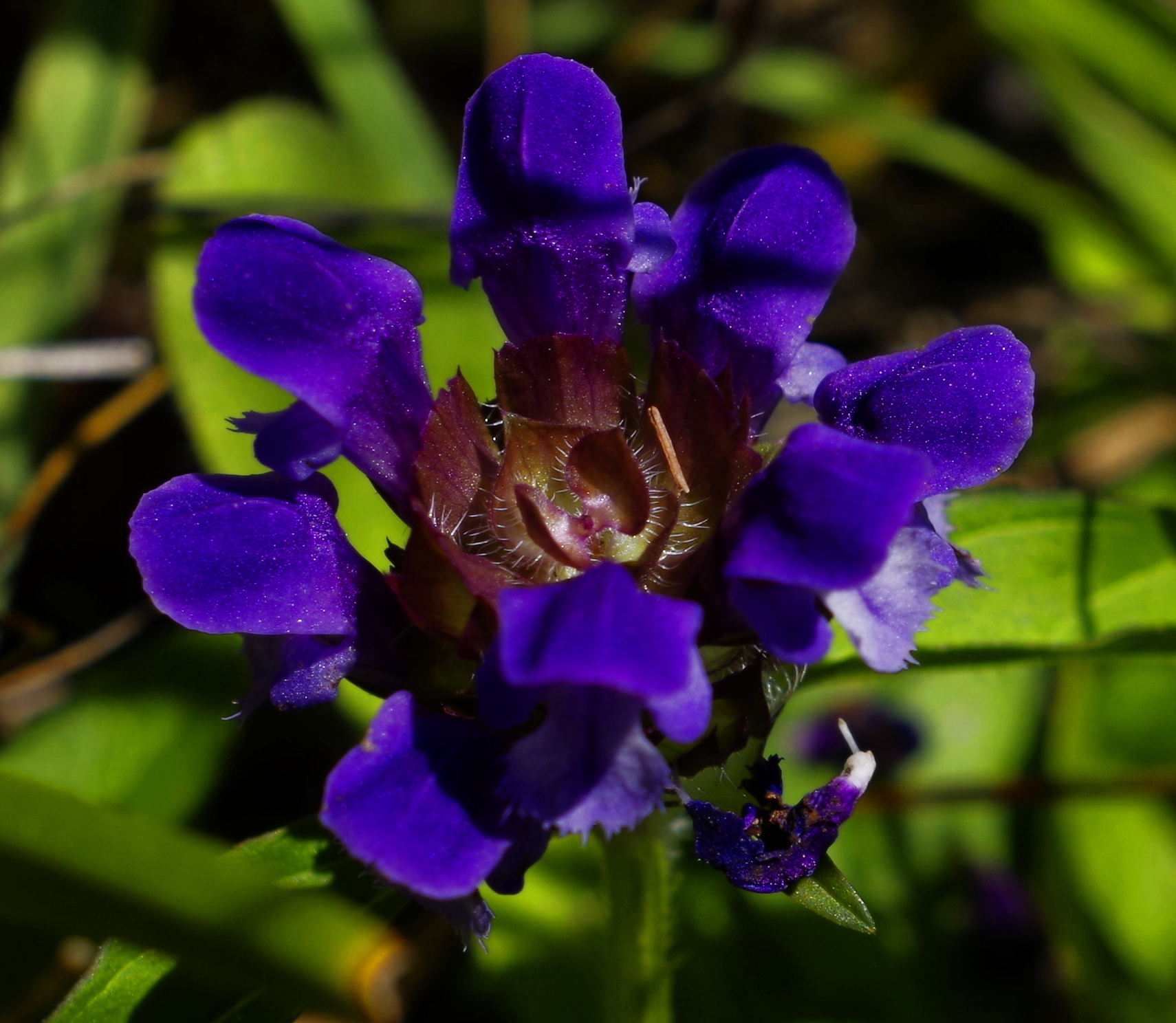 goose-peak-blue-flower