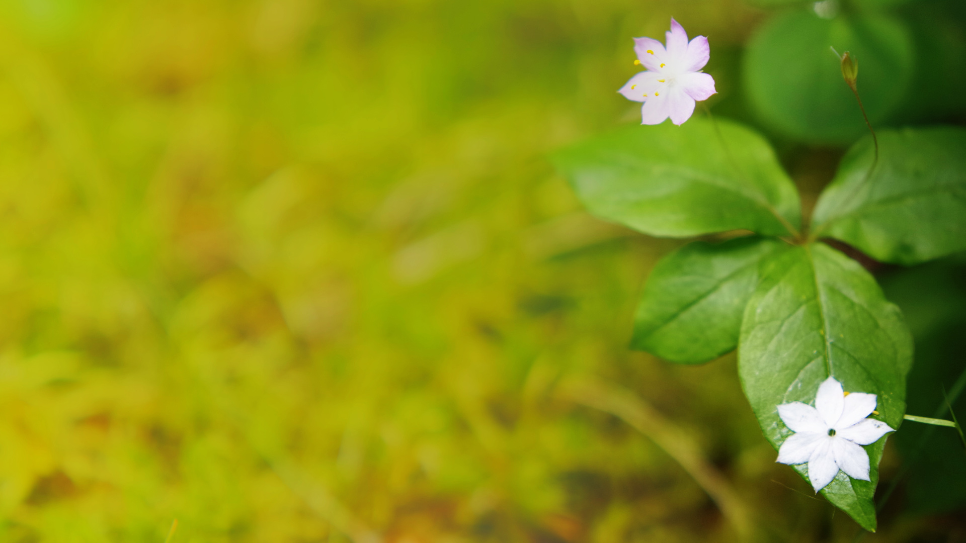 2015-05-24-two-flowers-2-1920x1080