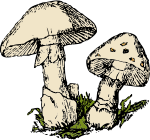 two-mushrooms