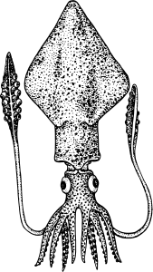600px-Squid4