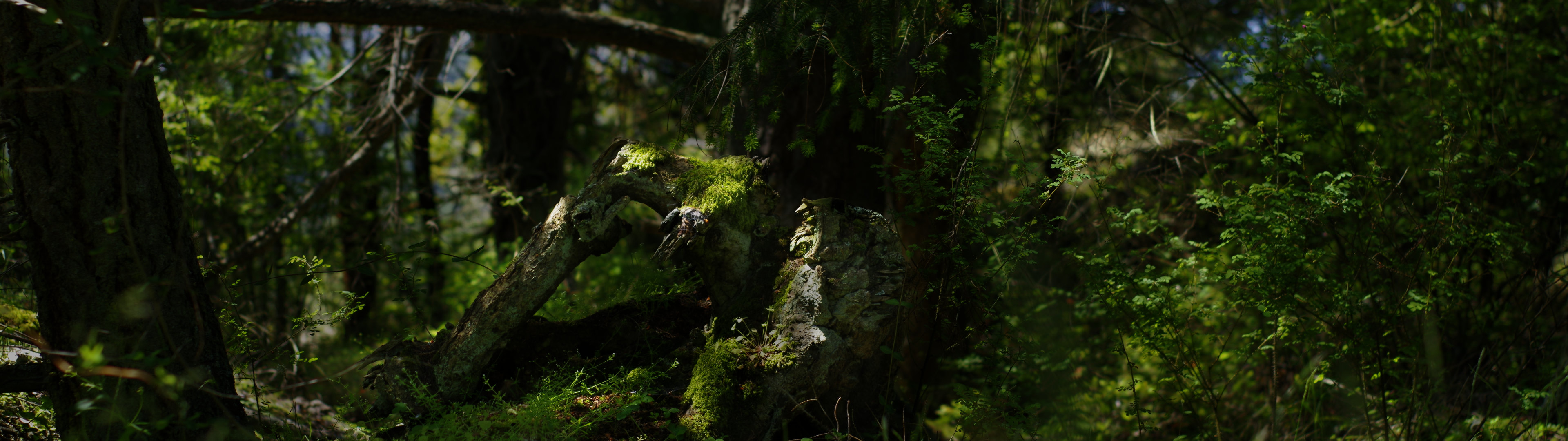 deception-forest-3840-1080